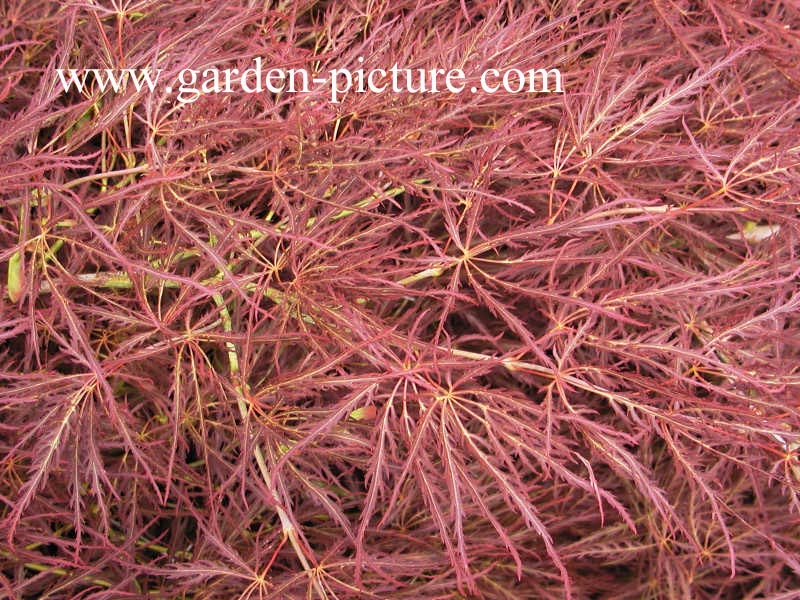 Acer palmatum 'Ornatum'