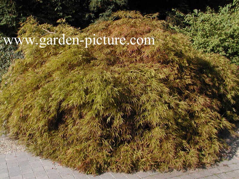 Acer palmatum 'Ornatum'