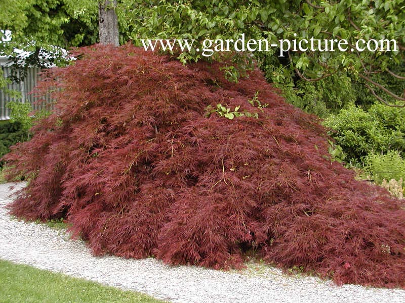 Acer palmatum 'Ornatum'