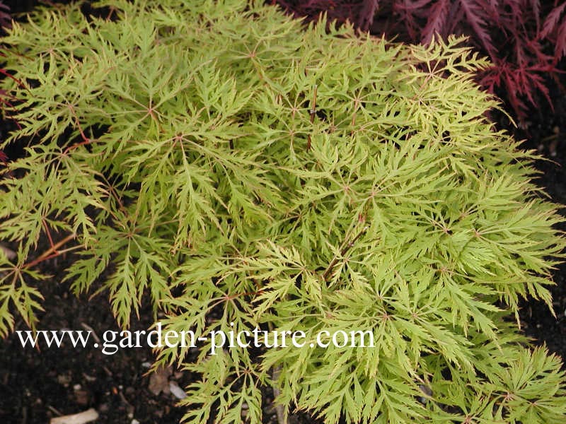 Acer palmatum 'Ellen'