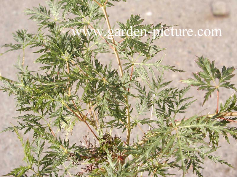 Acer palmatum 'Emerald Lace'