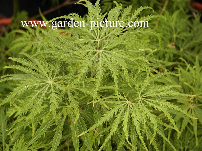 Acer palmatum 'Filigree'