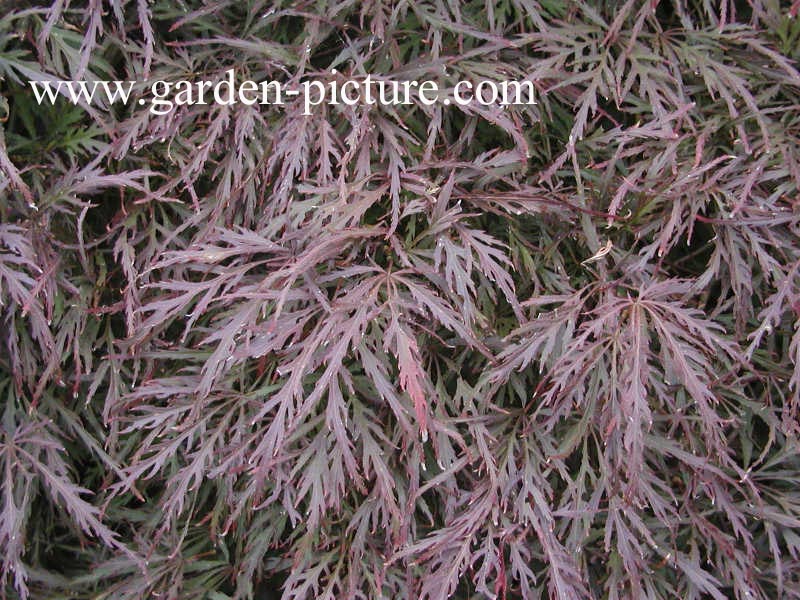 Acer palmatum 'Garnet'