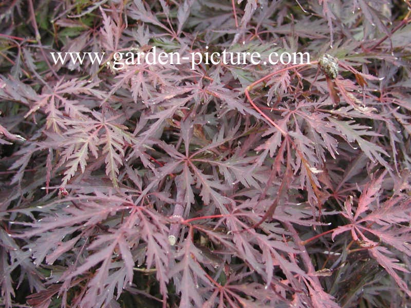 Acer palmatum 'Inaba shidare'