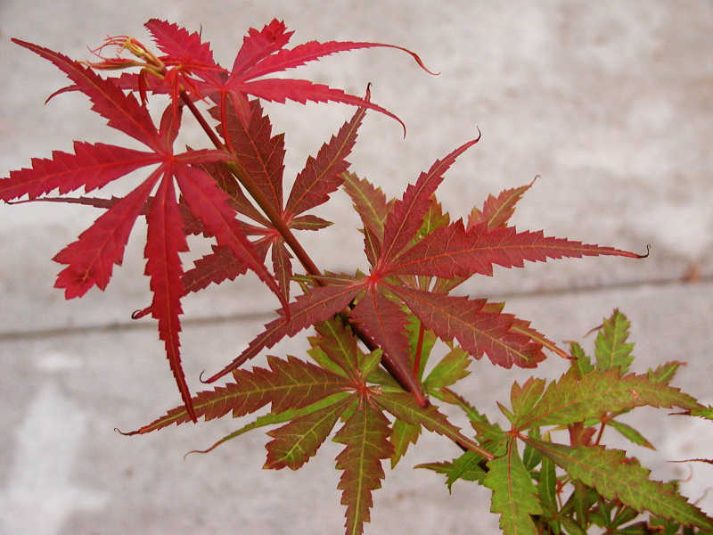 Acer palmatum 'Jerre Schwartz'