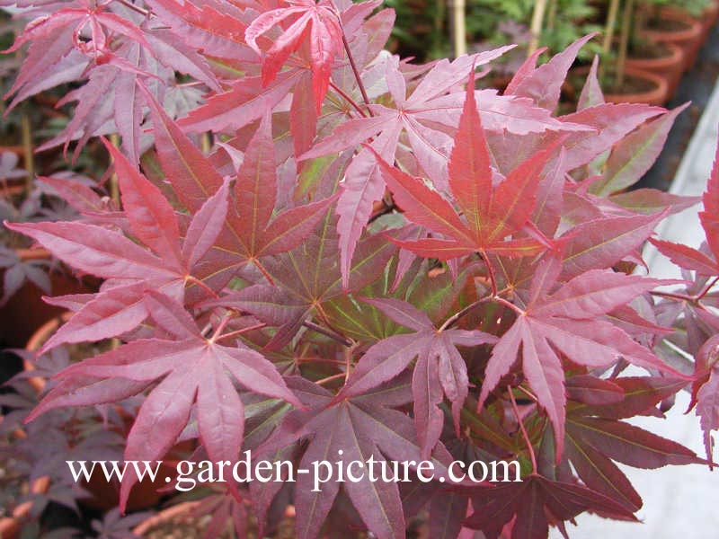 Acer palmatum 'Moonfire'