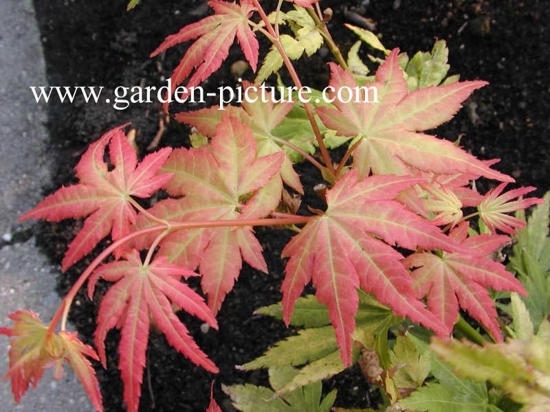 Acer palmatum 'Orange Dream'