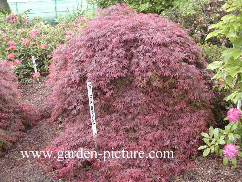 Acer palmatum 'Orangeola'