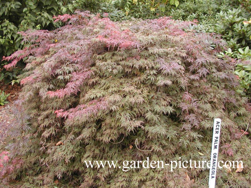 Acer palmatum 'Orangeola'