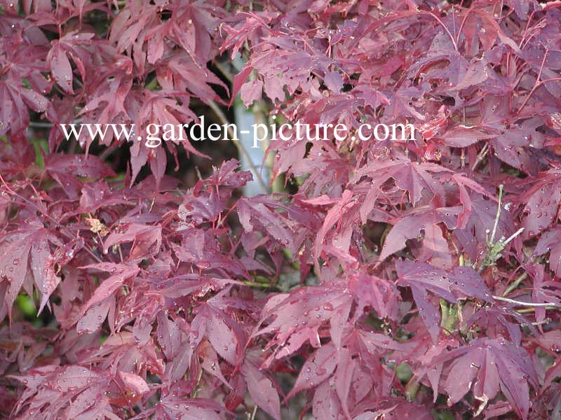 Acer palmatum 'Oregon Sunset'