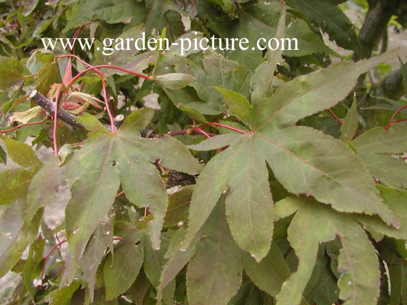 Acer palmatum 'Ohsakazuki'