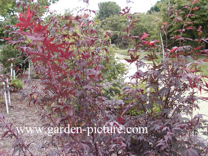 Acer palmatum 'Pung Kill'