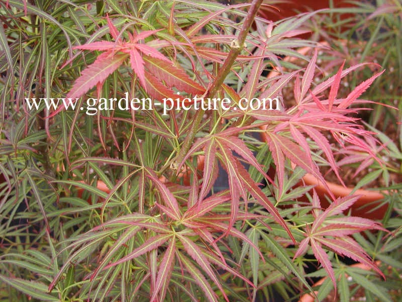 Acer palmatum 'Red Pygmy'