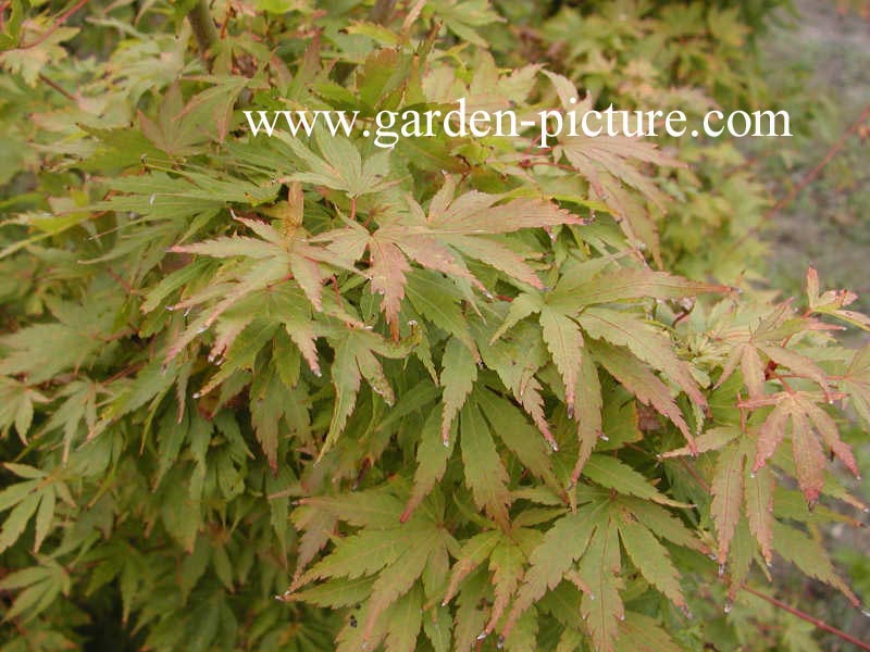 Acer palmatum 'Sango kaku'