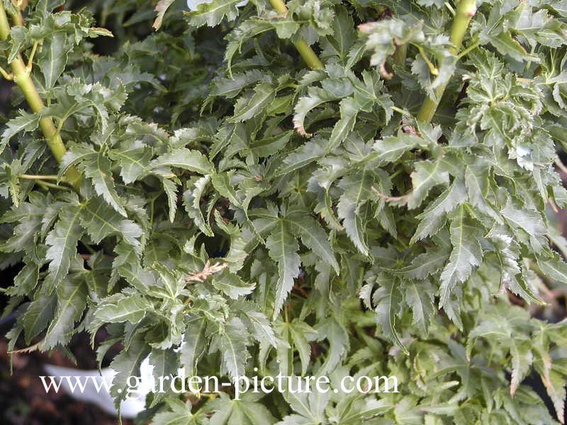 Acer palmatum 'Shishi gashira'