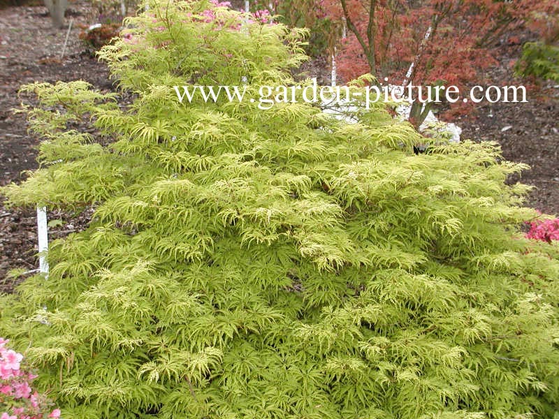 Acer palmatum 'Suisei'