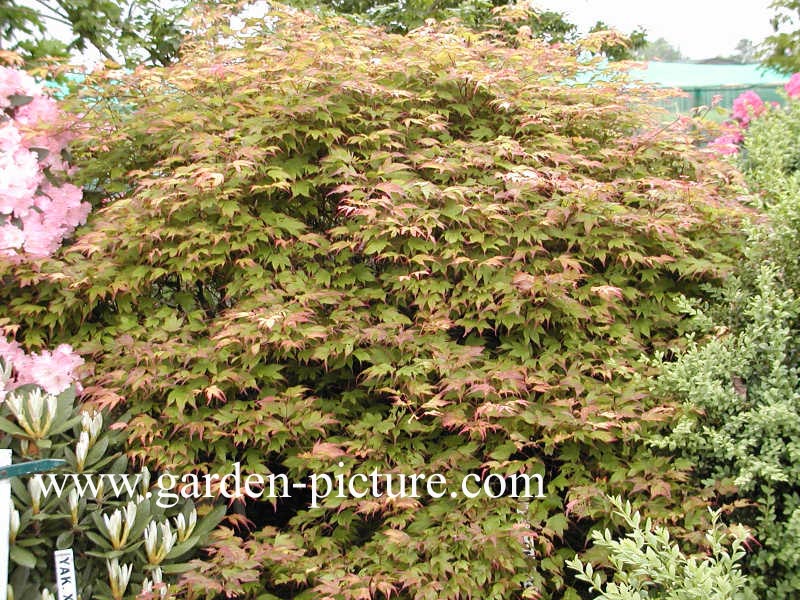 Acer palmatum 'Tsuma gaki'