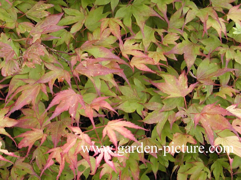 Acer palmatum 'Tsuma gaki'