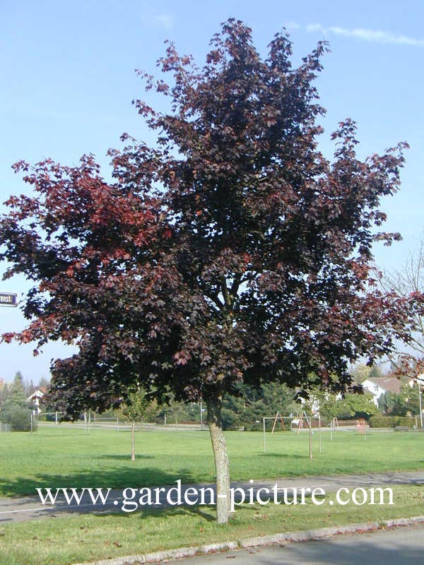 Acer platanoides 'Faassens Black'