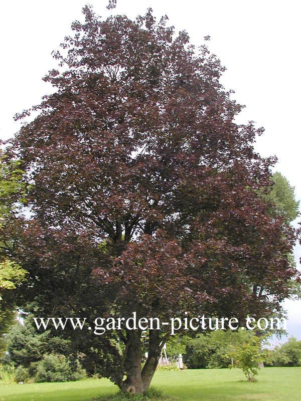 Acer platanoides 'Faassens Black'