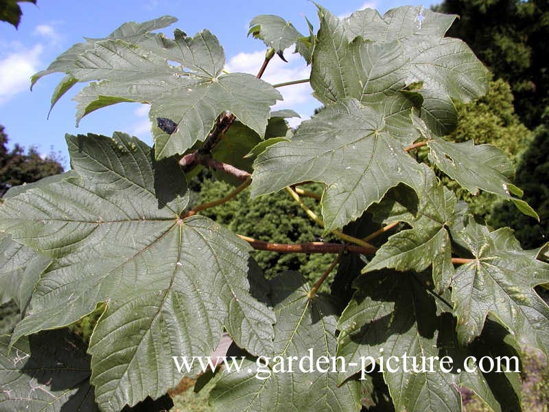 Acer pseudoplatanus 'Bruchem'