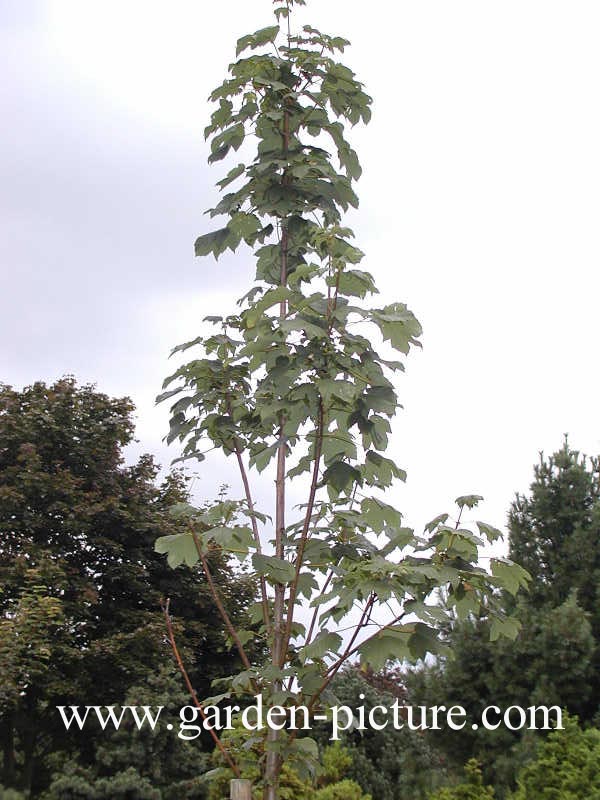 Acer pseudoplatanus 'Bruchem'