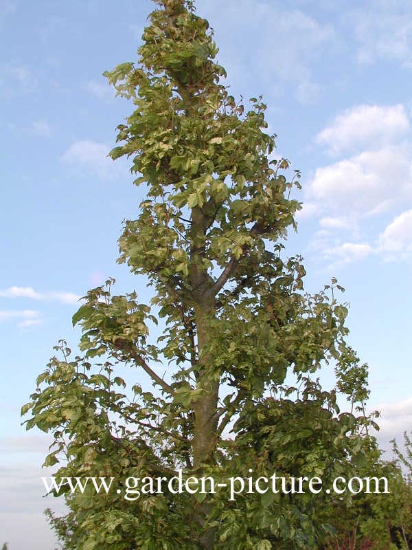 Acer pseudoplatanus 'Leopoldii'