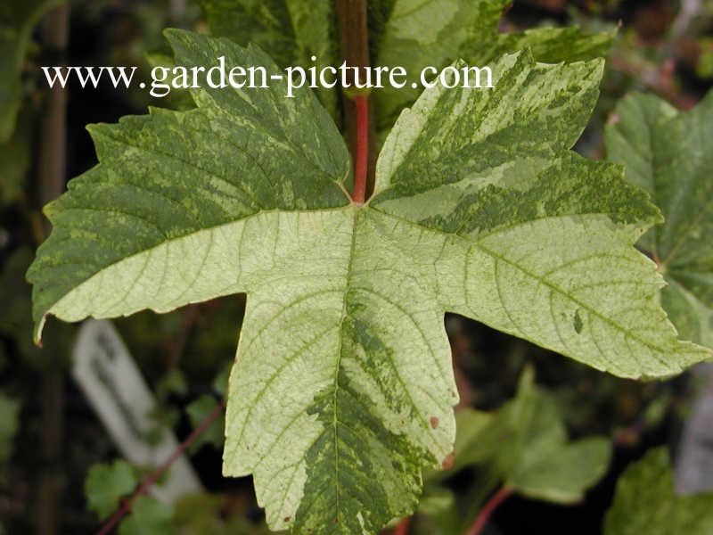 Acer pseudoplatanus 'Leopoldii'