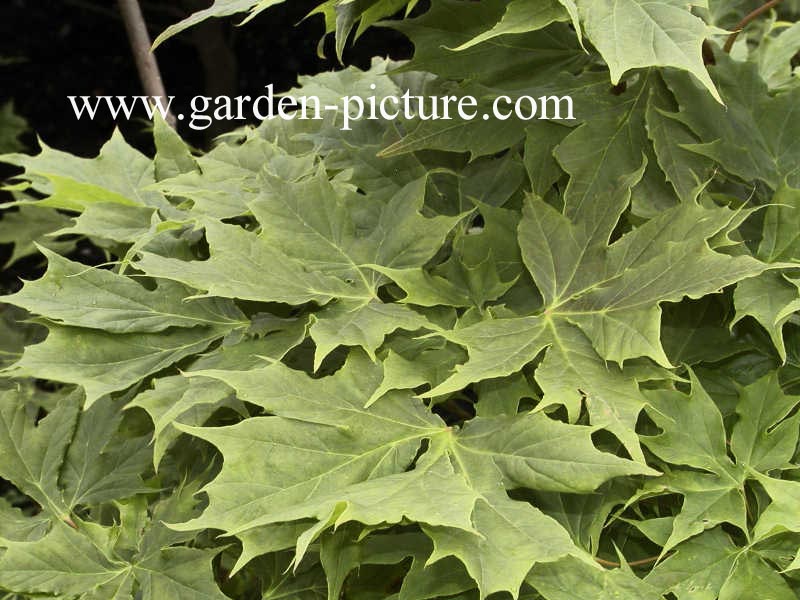 Acer platanoides 'Palmatifidum'