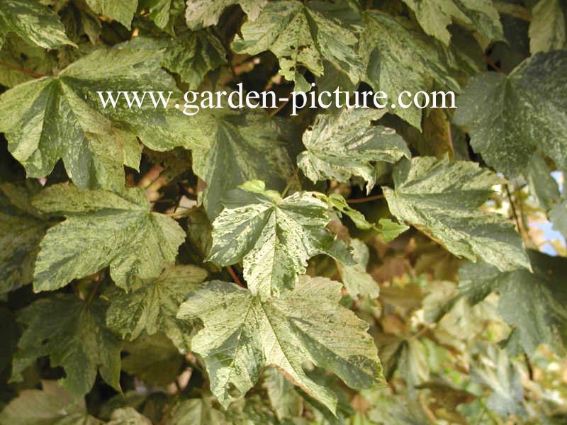 Acer pseudoplatanus 'Prince Camille de Rohan'