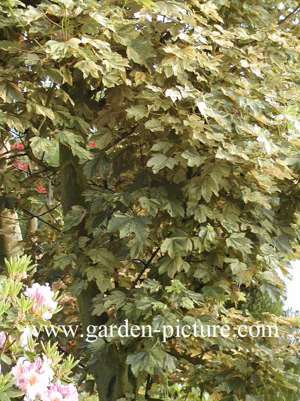 Acer pseudoplatanus 'Prince Camille de Rohan'