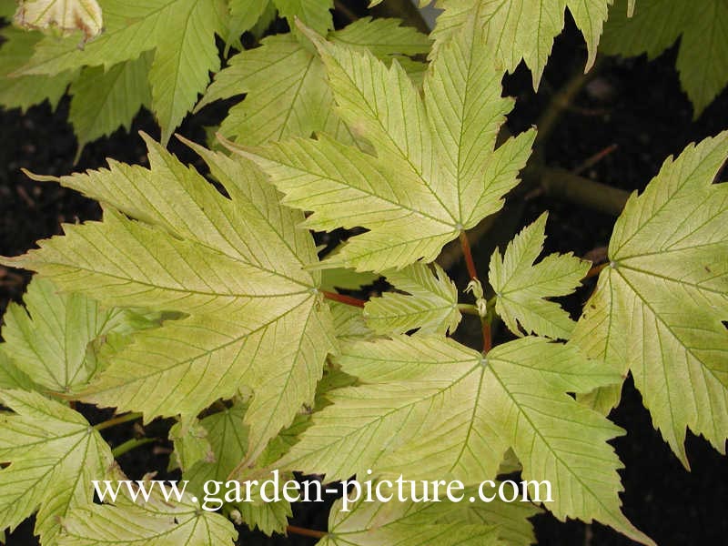 Acer pseudoplatanus 'Prinz Handjery'