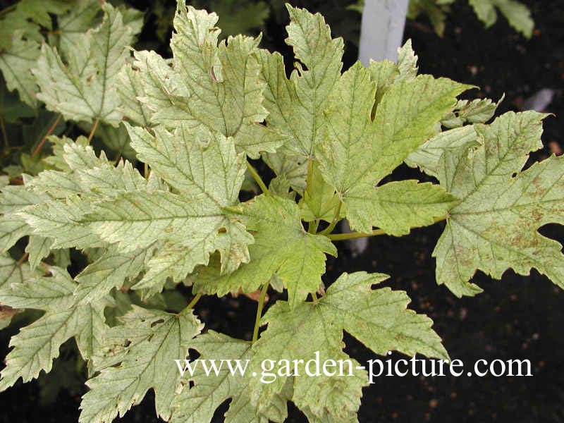 Acer pseudoplatanus 'Prinz Handjery'