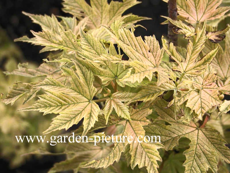 Acer pseudoplatanus 'Puget Pink'