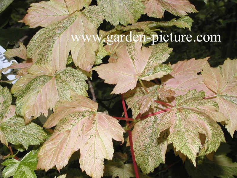 Acer pseudoplatanus 'Simon Louis Freres'