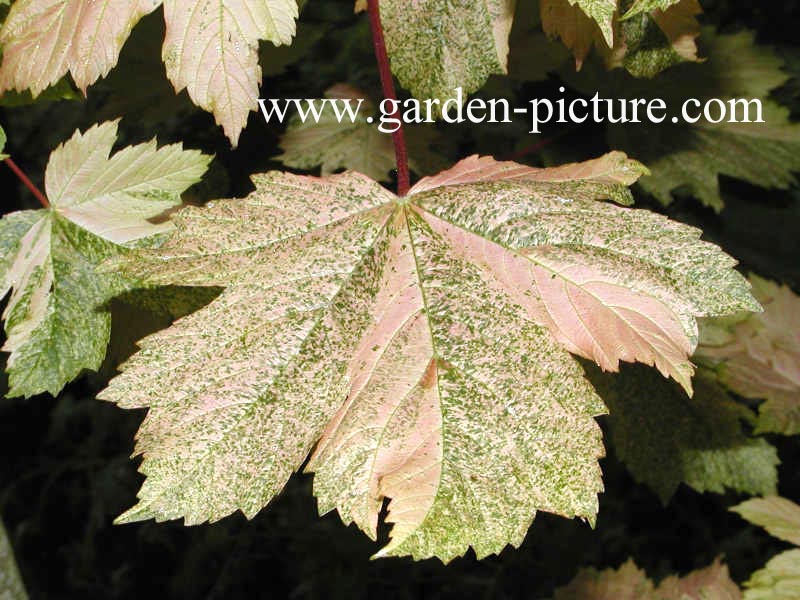 Acer pseudoplatanus 'Simon Louis Freres'