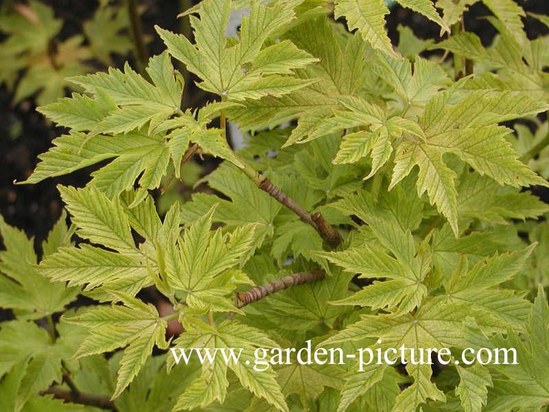 Acer pseudoplatanus 'Spring Gold'
