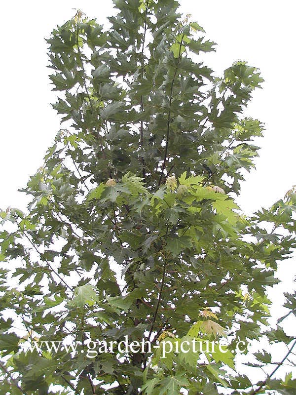 Acer rubrum 'Bowhall'