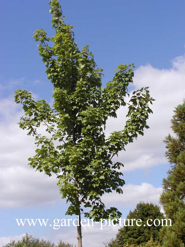 Acer rubrum 'October Glory'