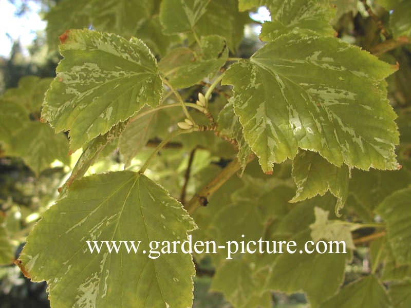 Acer rufinerve 'Albolimbatum'