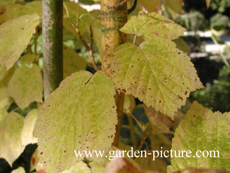 Acer rufinerve 'Erythrocladum'