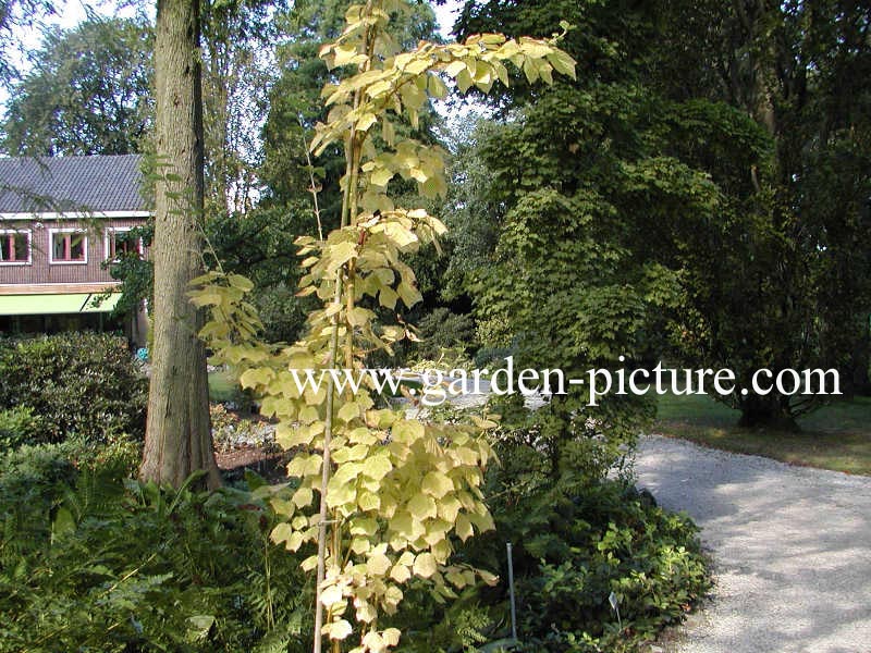 Acer rufinerve 'Erythrocladum'