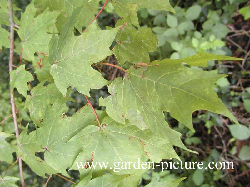 Acer saccharum