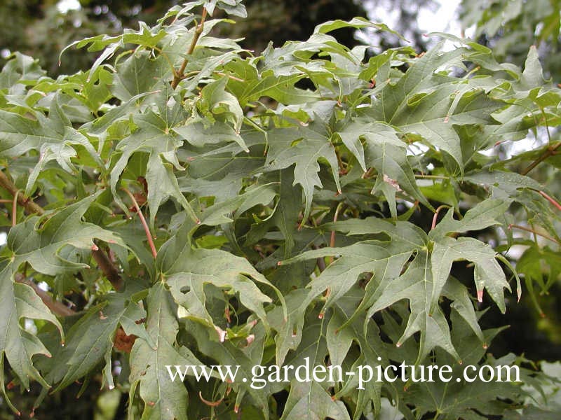 Acer saccharum 'Brocade'