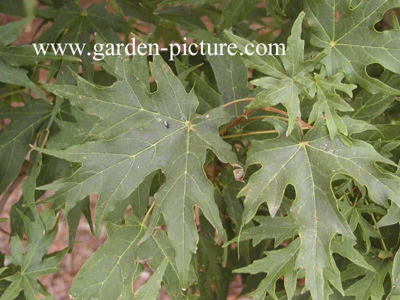 Acer saccharum 'Brocade'