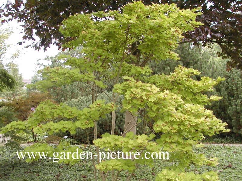 Acer shirasawanum 'Aureum'