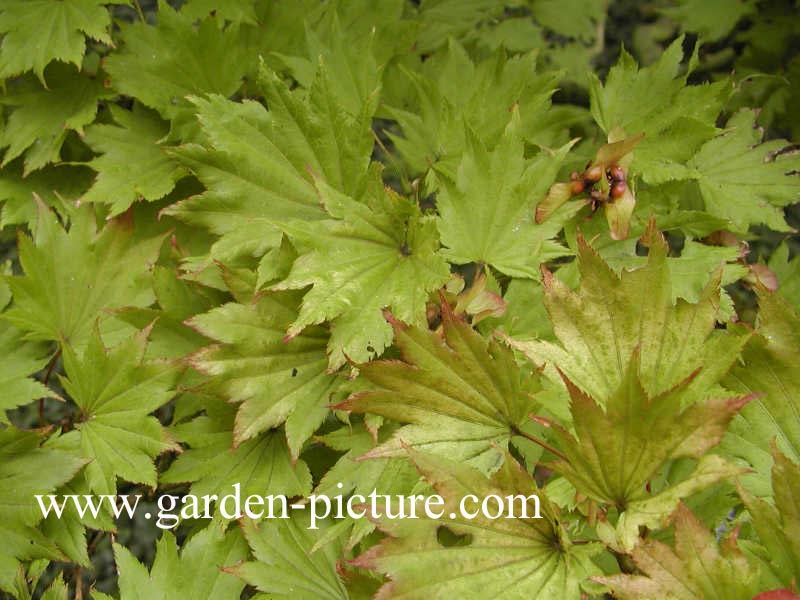 Acer shirasawanum 'Aureum'