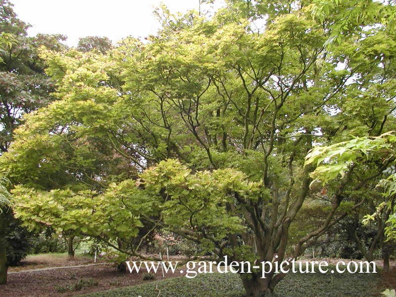 Acer shirasawanum 'Aureum'