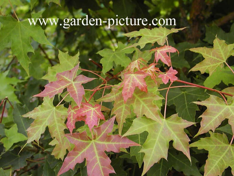 Acer truncatum