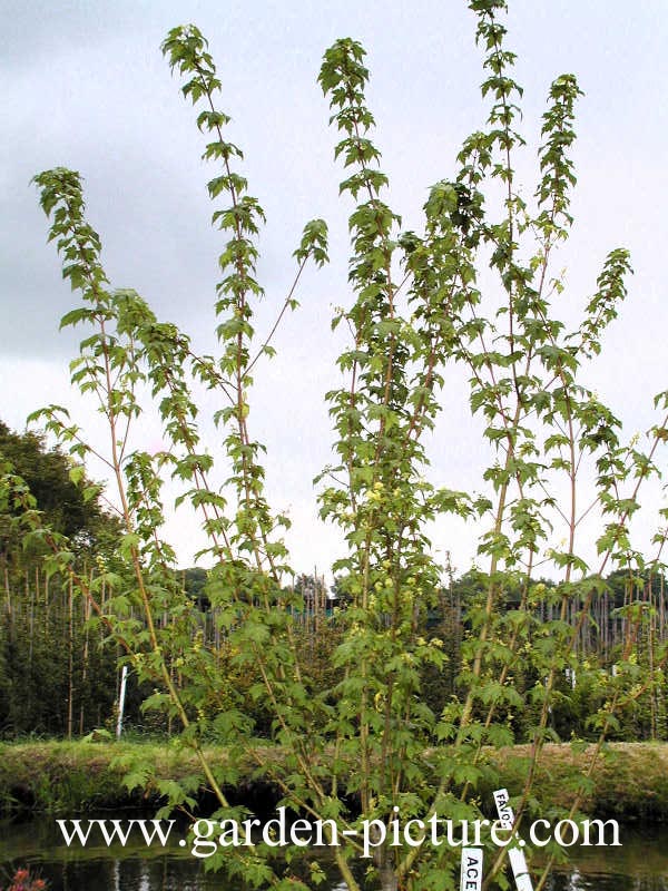 Acer tschonoskii